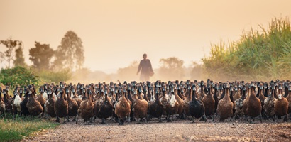 migration migrer troupeau canard