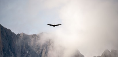 oiseau progression haut