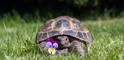 tortue lent poussif