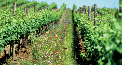 vigneron Recherche Google Google Chrome 26 03 2025 14 38 27